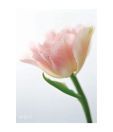 Artjini Pink Tulip Painting