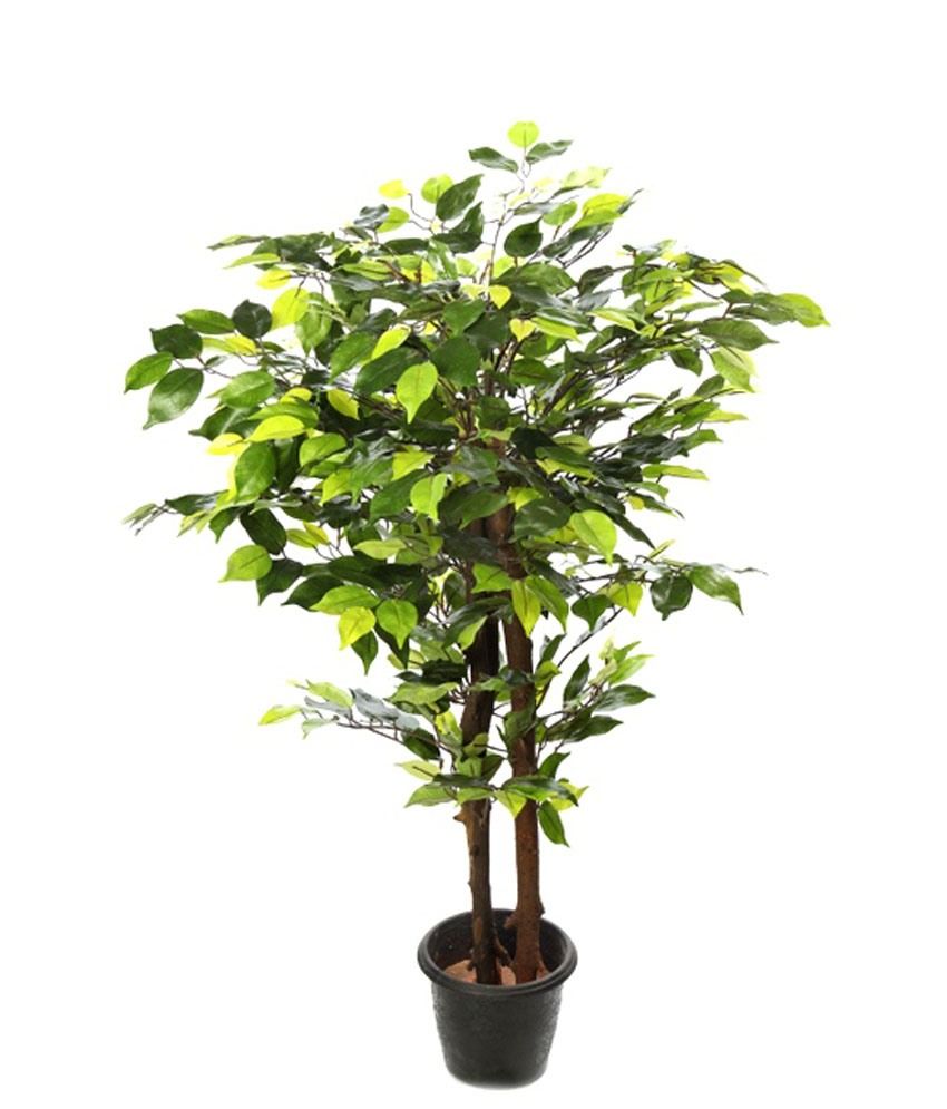 Kusal Kusal Plants Green Wood 5Ft Ficus Plant N.Stick Buy Kusal Kusal