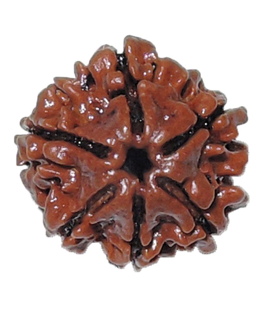     			Rashi Ratan Bhagya Natural Rudraksha 6 Mukhi - Nepal