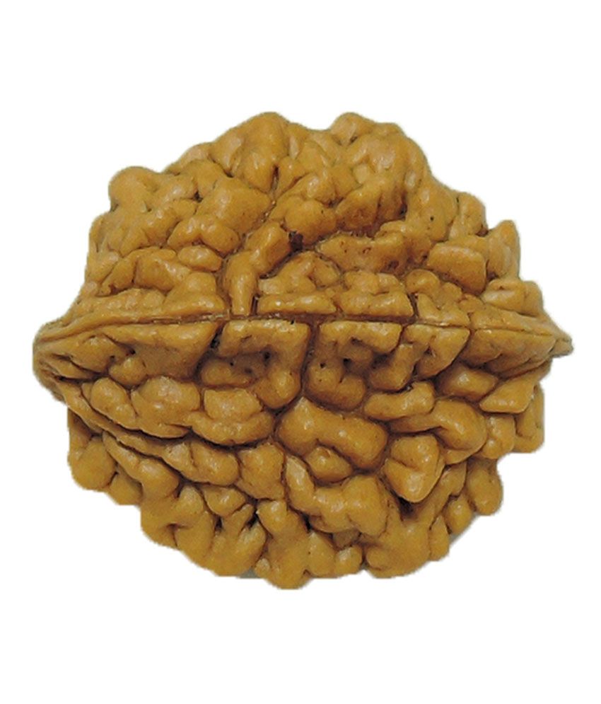     			Rashi Ratan Bhagya Natural Rudraksha 2 Mukhi - India