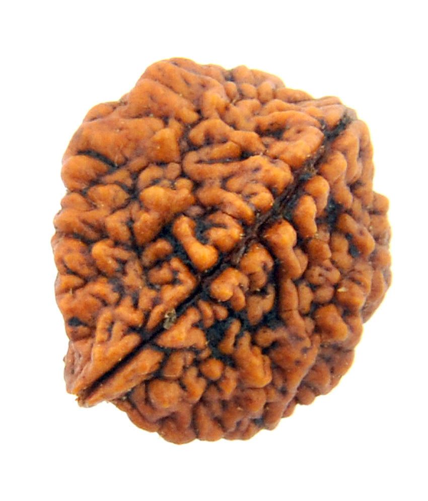     			Rudradweep Brown Wood 2 Mukhi Rudraksha