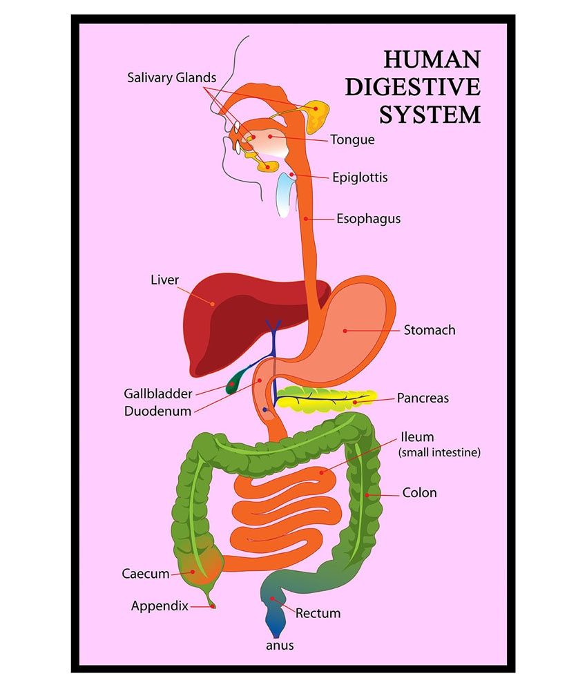 AV Styles Textured Biological Human Digestive System Poster: Buy AV ...