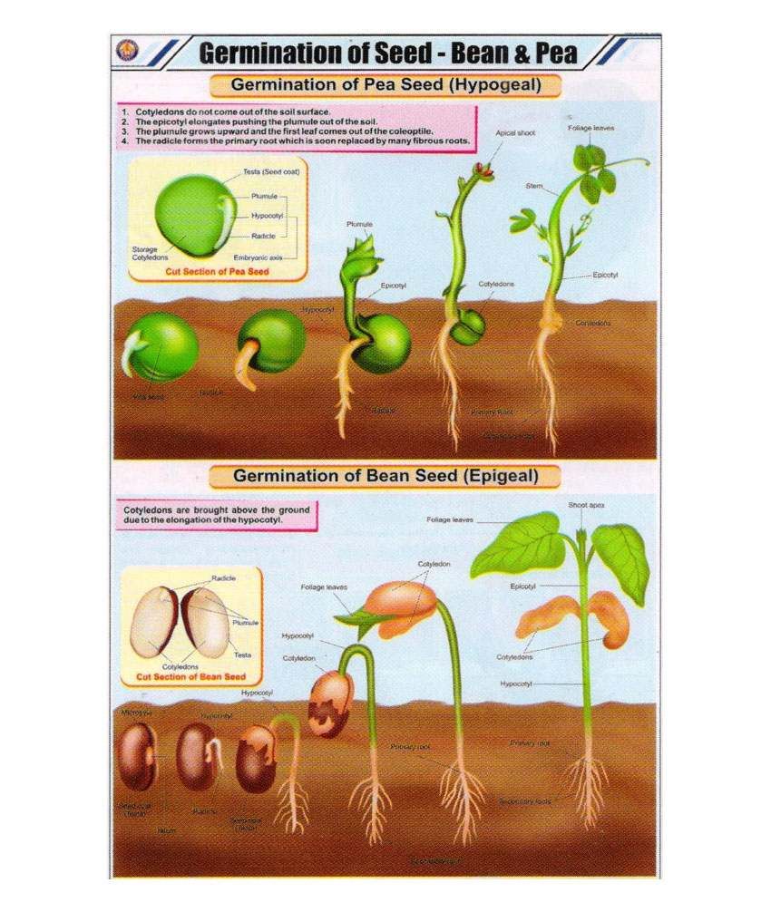 Seed Growth Chart For Kids