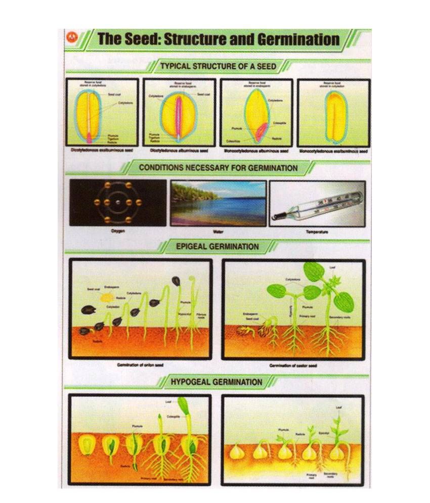 PESA The Seed: Structure & Germination Chart - Buy PESA The Seed ...