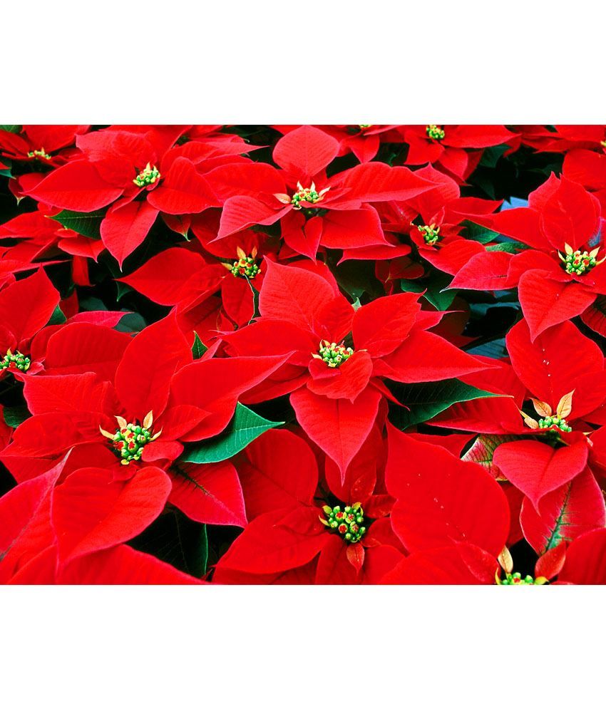 E Plant Red Artificial Poinsettia Plant Buy E Plant Red Artificial