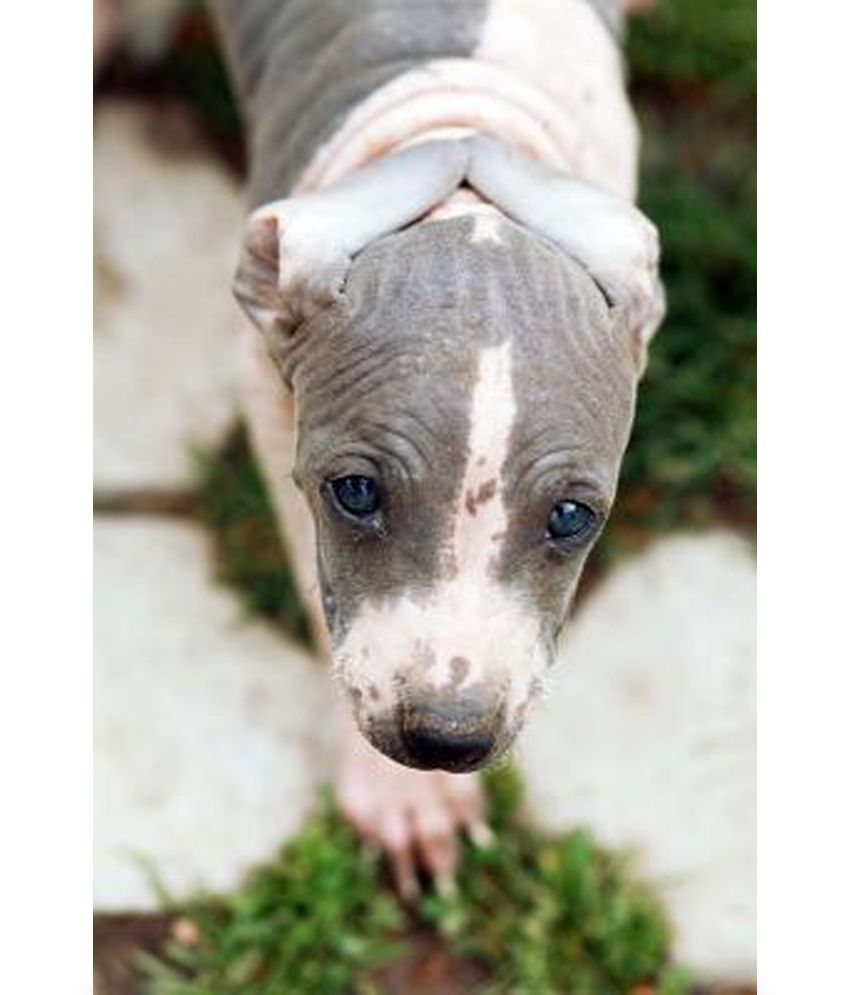 american hairless terrier price