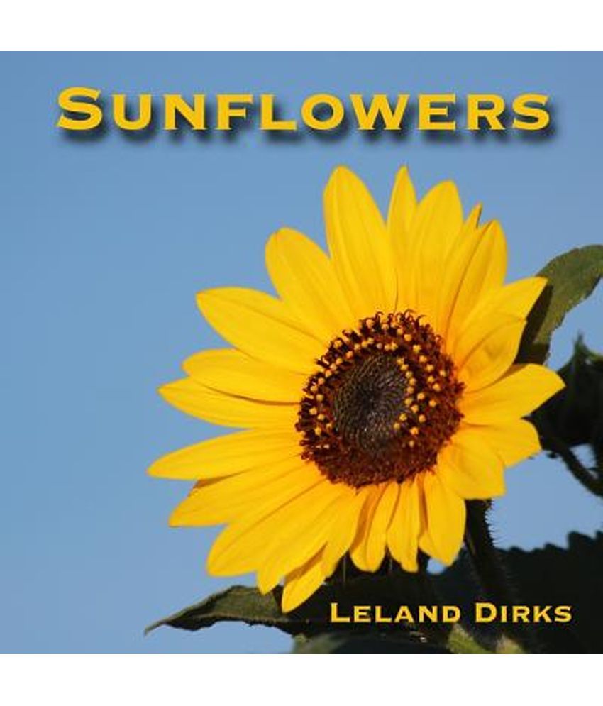 Sunflowers Buy Sunflowers Online at Low Price in India on Snapdeal