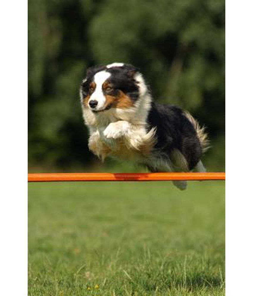 The Australian Shepherd Dog Journal: 150 Page Lined Notebook/Diary ...