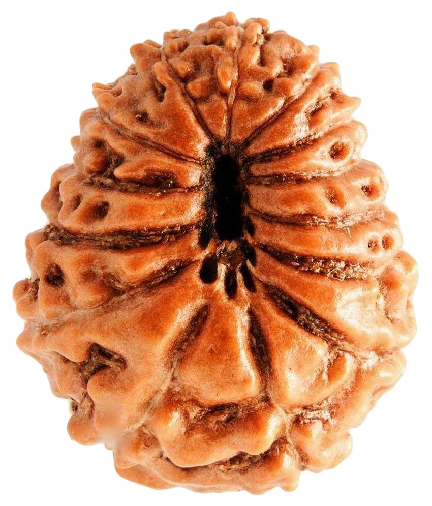     			Narayan Religious Shopee Brown 14 Mukhi Rudraksha from Indonesia