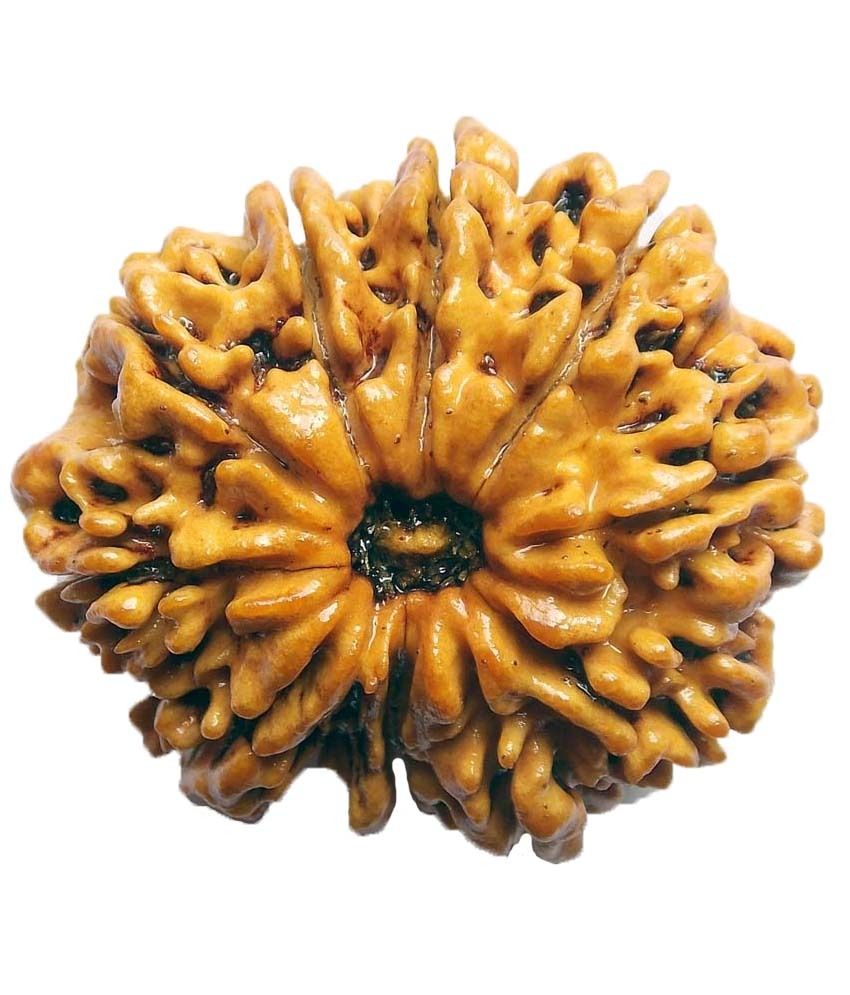     			Shopoj Ceritfied 10 Mukhi Nepal Rudraksha -brown