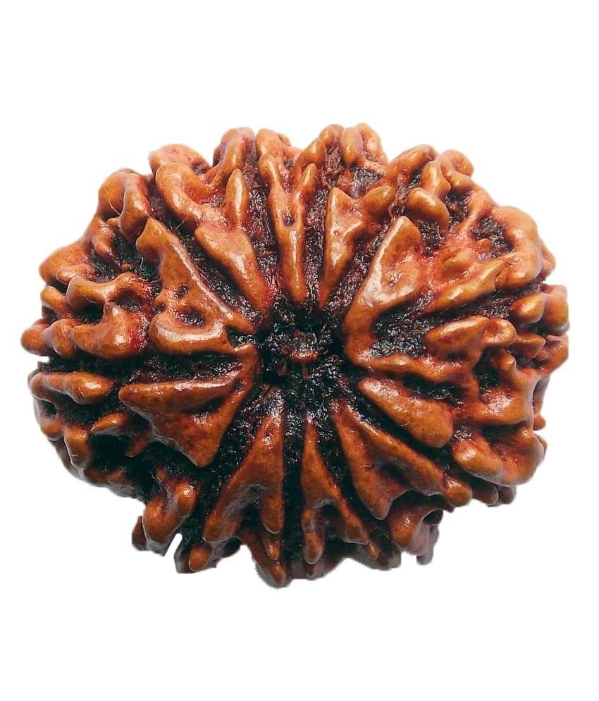     			Shopoj Ceritfied 10 Mukhi Nepal Rudraksha -brown