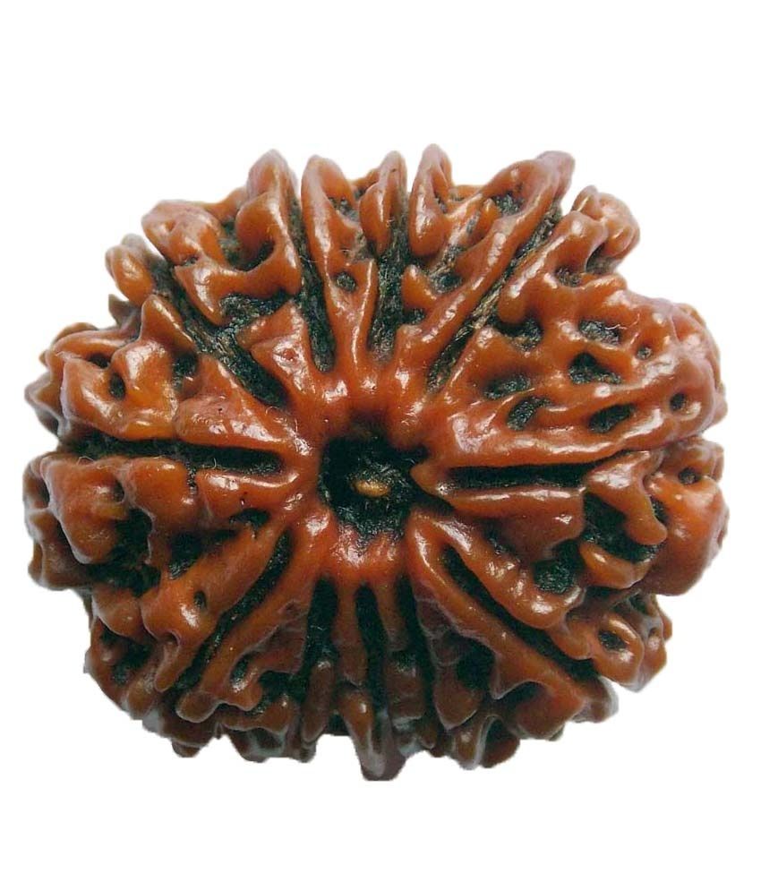     			Shopoj Ceritfied 11 Mukhi Nepal Rudraksha -brown