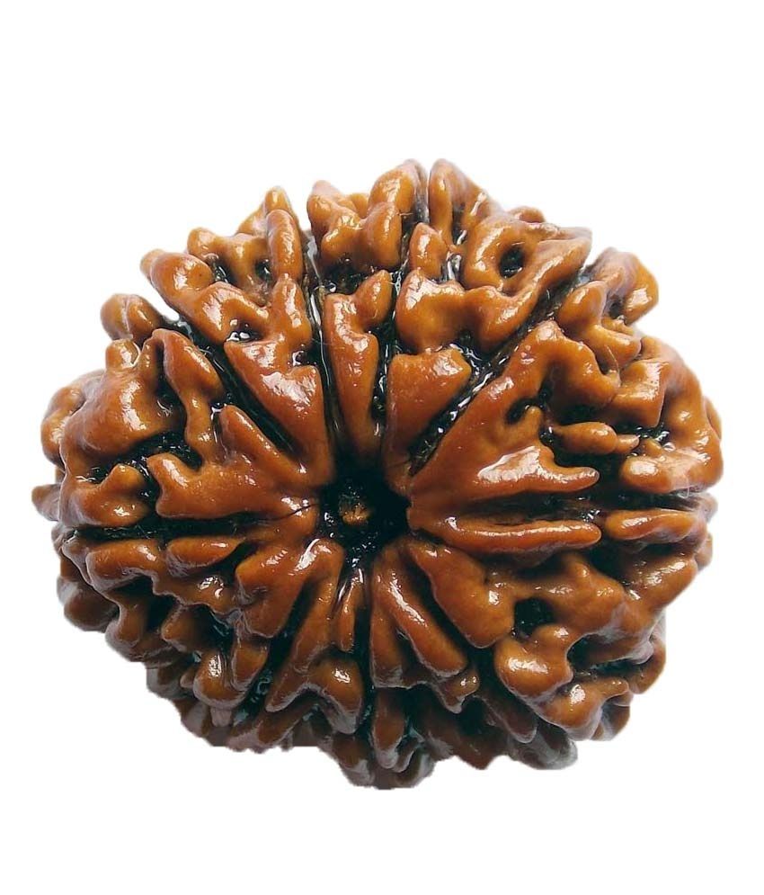     			Shopoj Ceritfied 9 Mukhi Nepal Rudraksha -brown