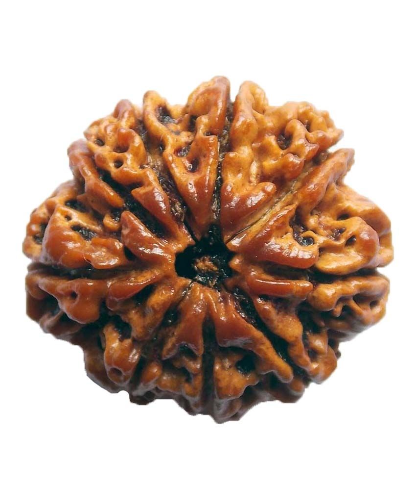     			Shopoj Ceritfied 9 Mukhi Nepal Rudraksha -brown