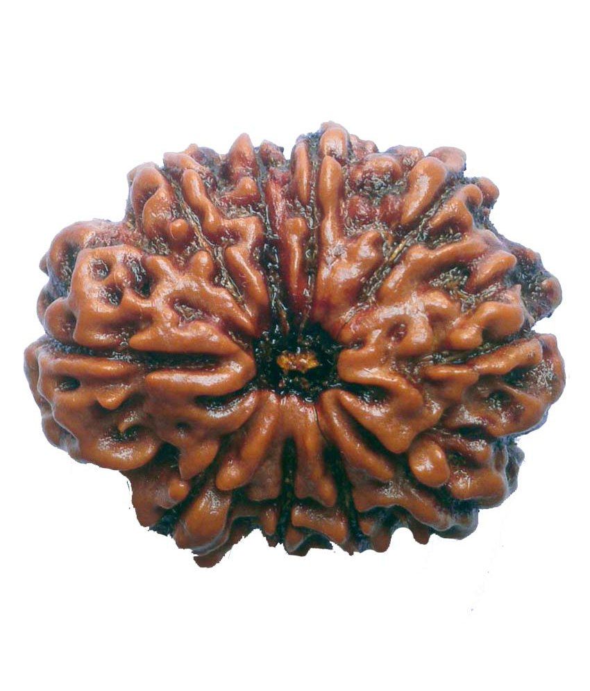     			Shopoj 10 Mukhi Natural Rudraksha -brown