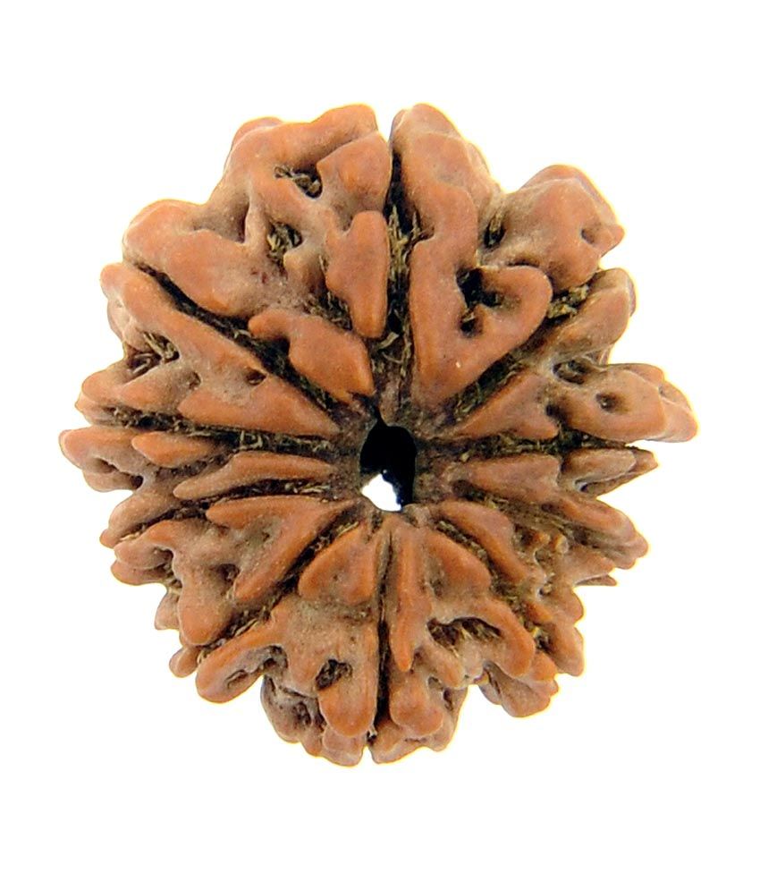     			Shopoj Certified 10 Mukhi Rudraksha Nepal Best Quality - Brown