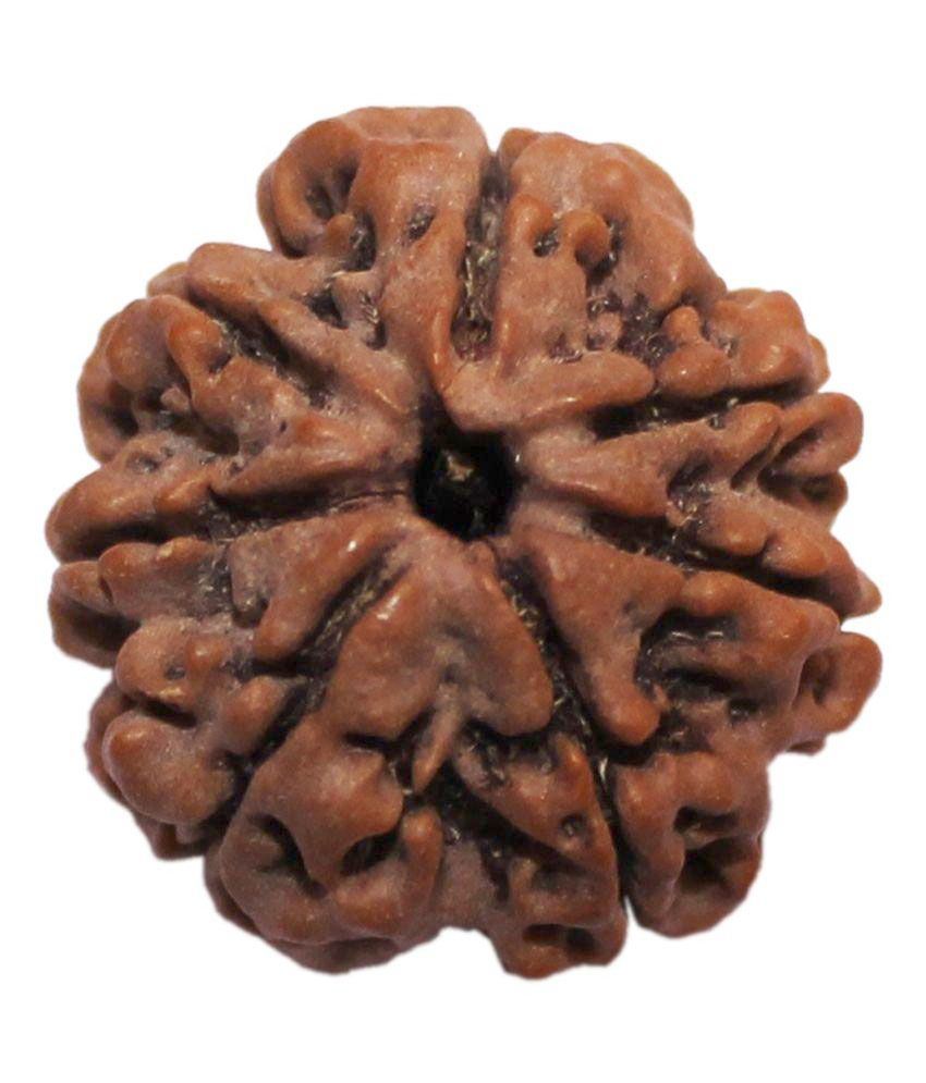     			Divya Jyoti 7 Mukhi Rudraksha