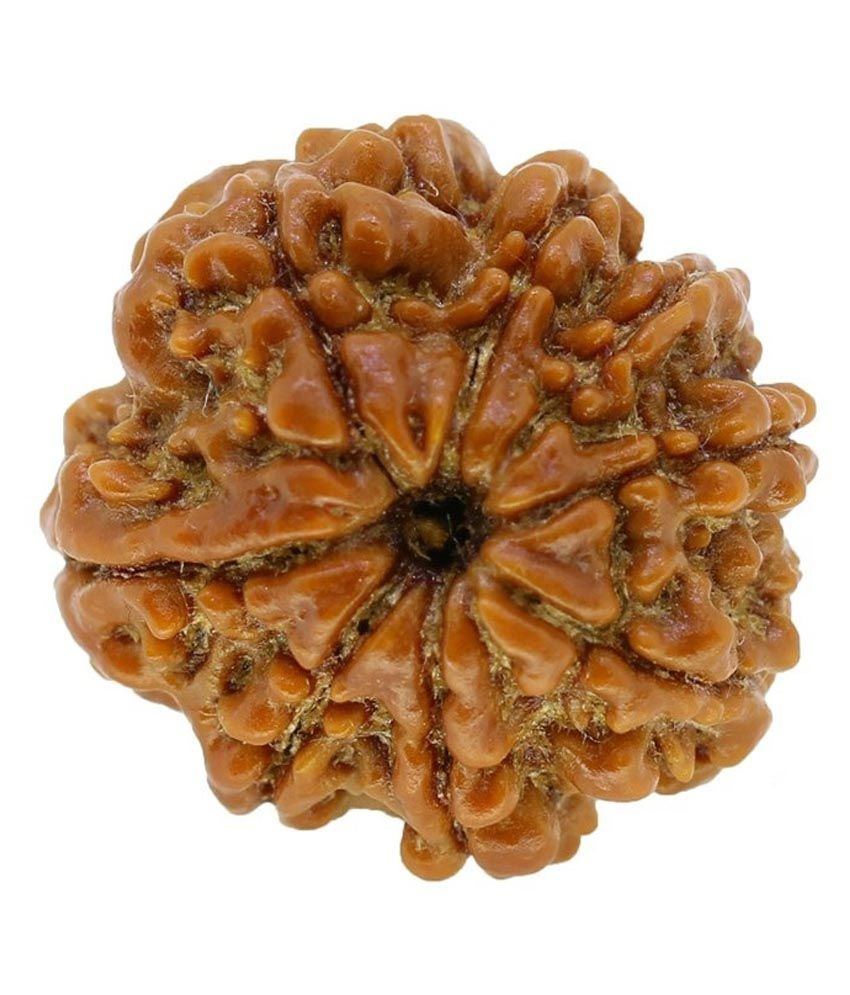     			Narayan Religious Shopee 8 Mukhi Rudraksh