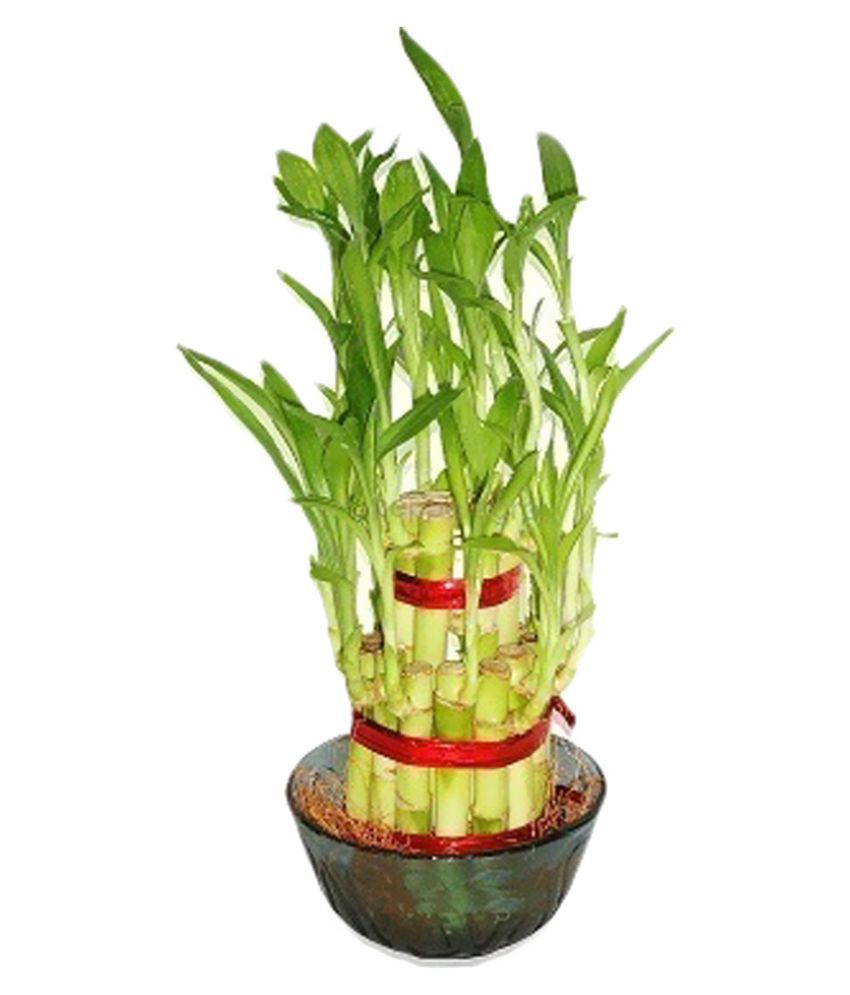 Green Plant Indoor 2 Layer Lucky Bonsai Bamboo Plant ...