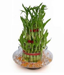 Green Plant Indoor Live Plants Quick View