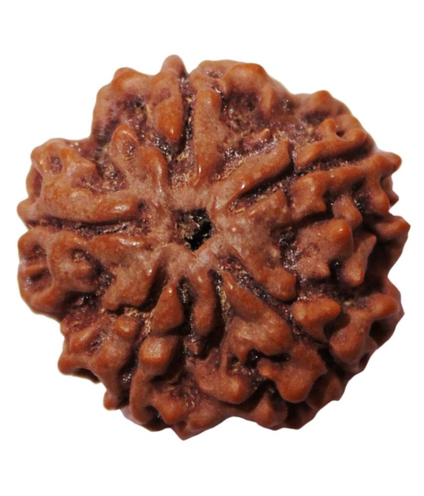     			Cosmic Store 5 Mukhi Brown Wooden Rudraksha