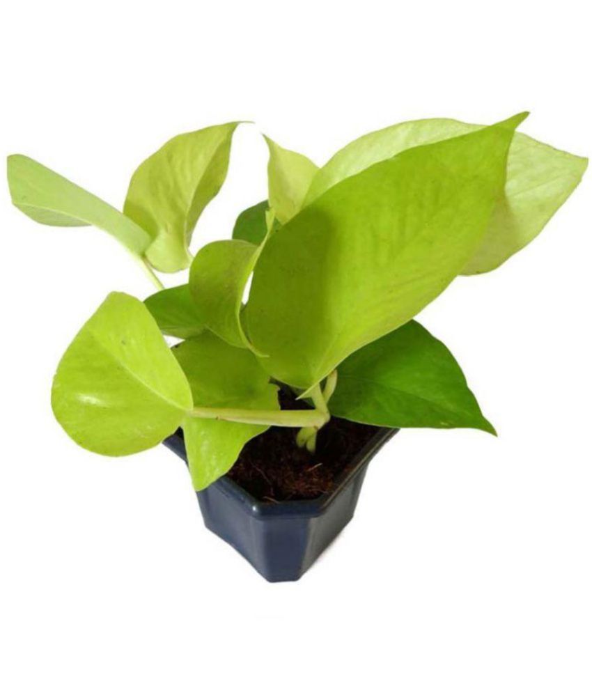 Rolling Nature Good Luck Golden Money Plant in Blue Hexa Pot: Buy ...