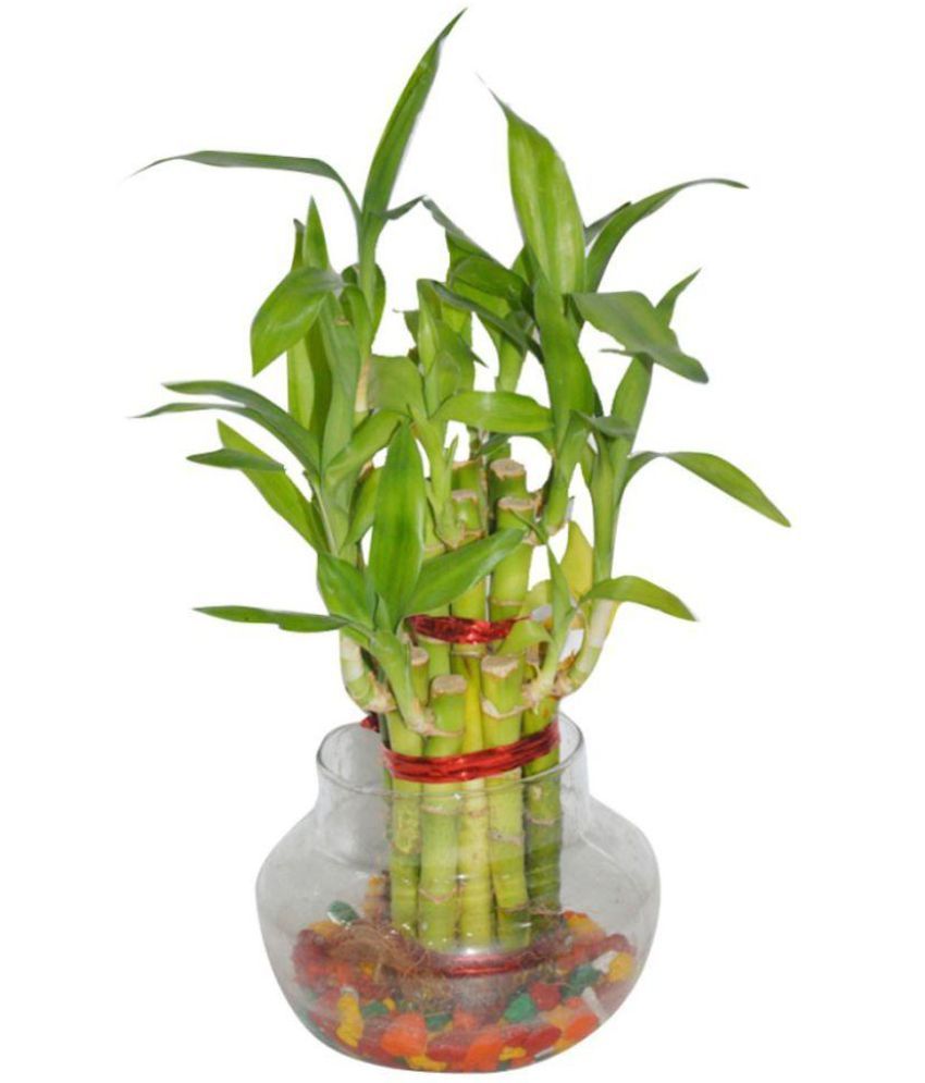 Chhajedgarden Green Pvc Lucky Bamboo Indoor Bamboo Plant