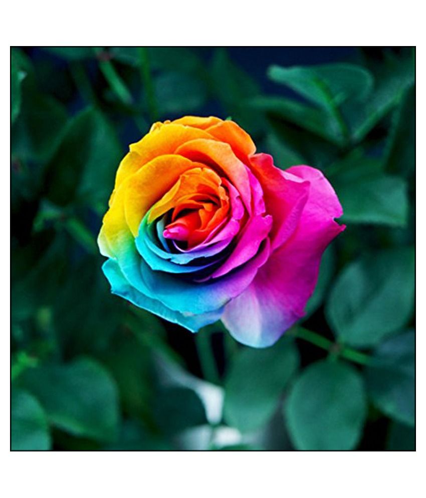 Futaba Rare Rainbow Rose Seeds Flower Seeds