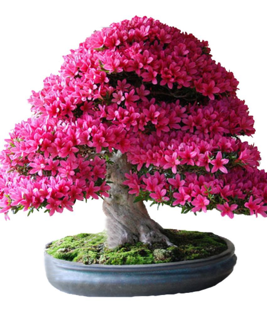 Great Sakura Bonsai Tree For Sale in 2023 Learn more here 