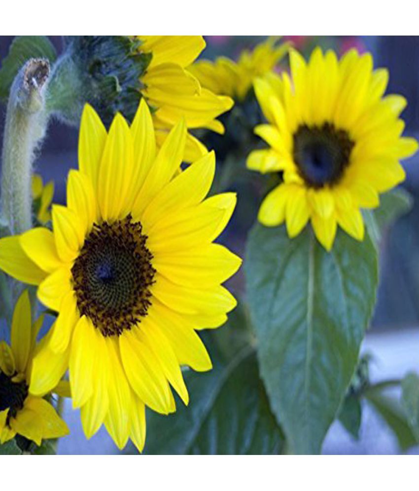 Futaba Dwarf Sunflower Seeds Flower Seeds Buy Futaba