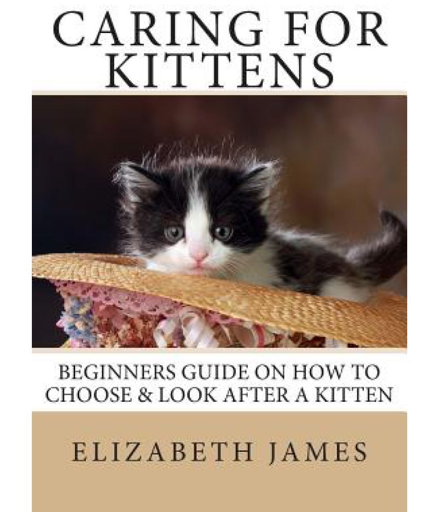 Caring for Kittens Beginners Guide on How to Look After a Kitten Buy