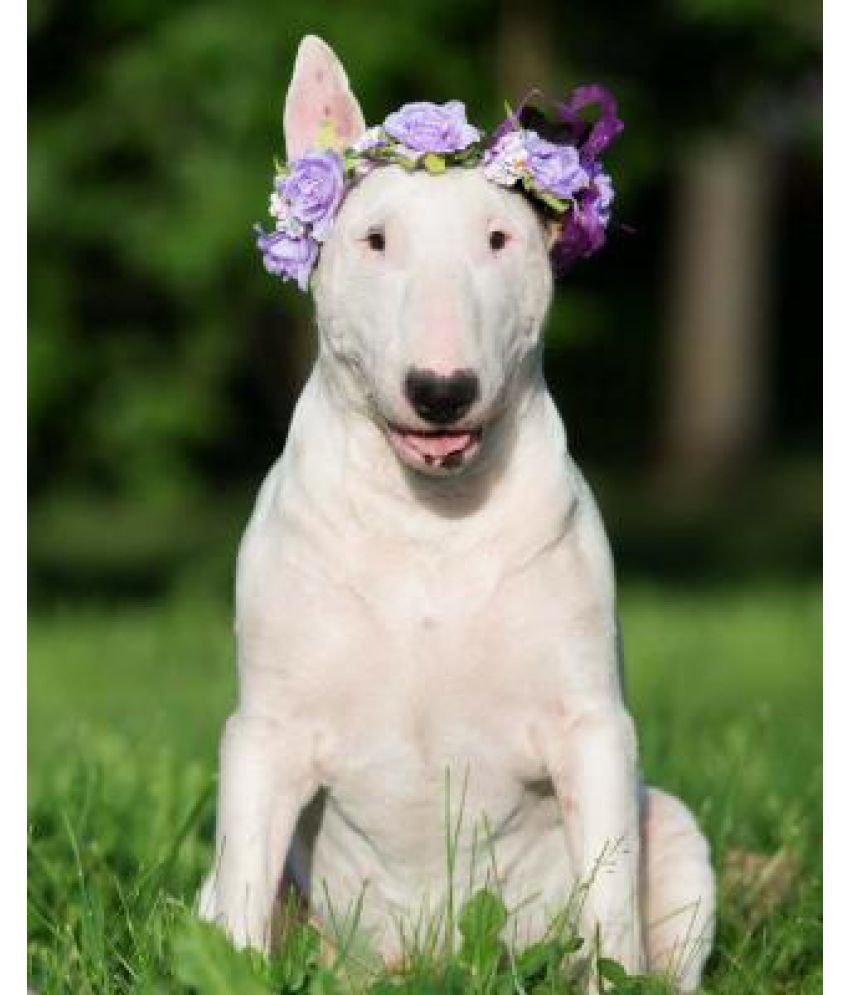 how much is a bull terrier worth