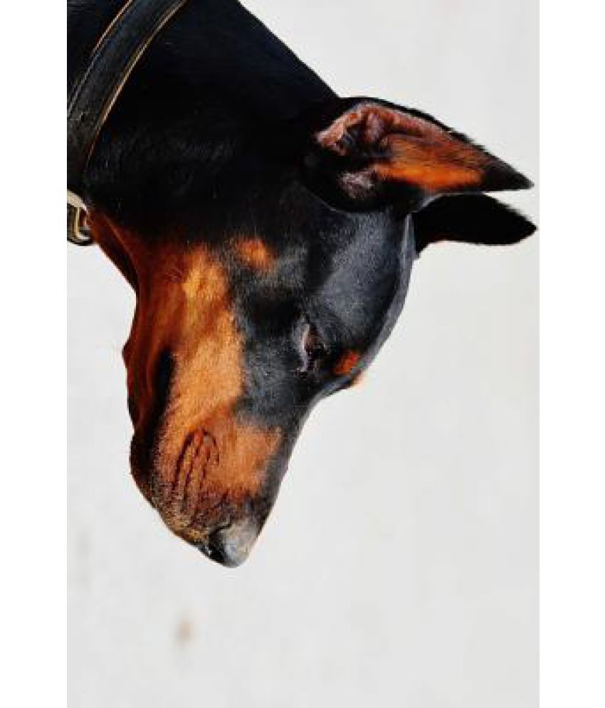 Side Profile of a Beautiful Doberman Pinscher Dog Buy Side Profile of