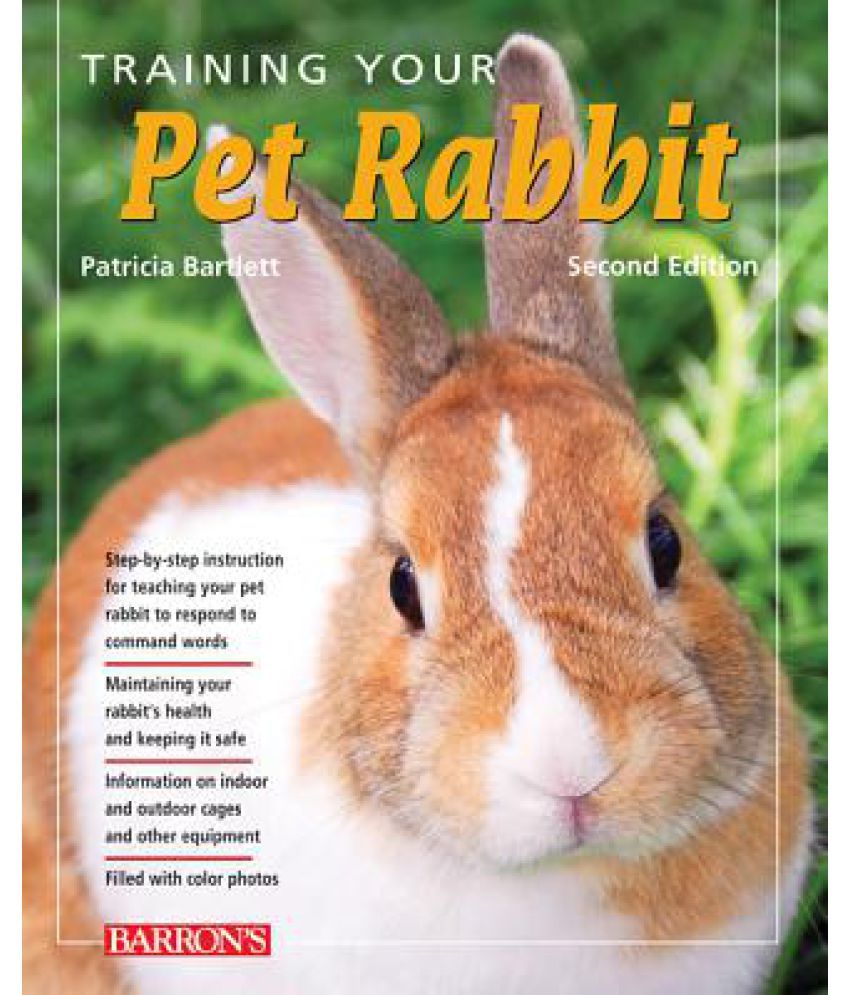 buy pet rabbit online
