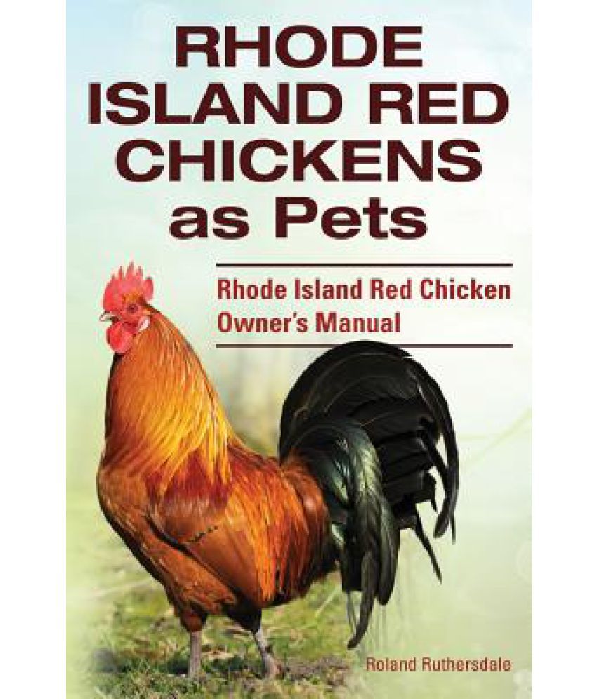 Rhode Island Red Chickens As Pets Rhode Island Red Chicken Owner S Manual Buy Rhode Island Red Chickens As Pets Rhode Island Red Chicken Owner S Manual Online At Low Price In India On