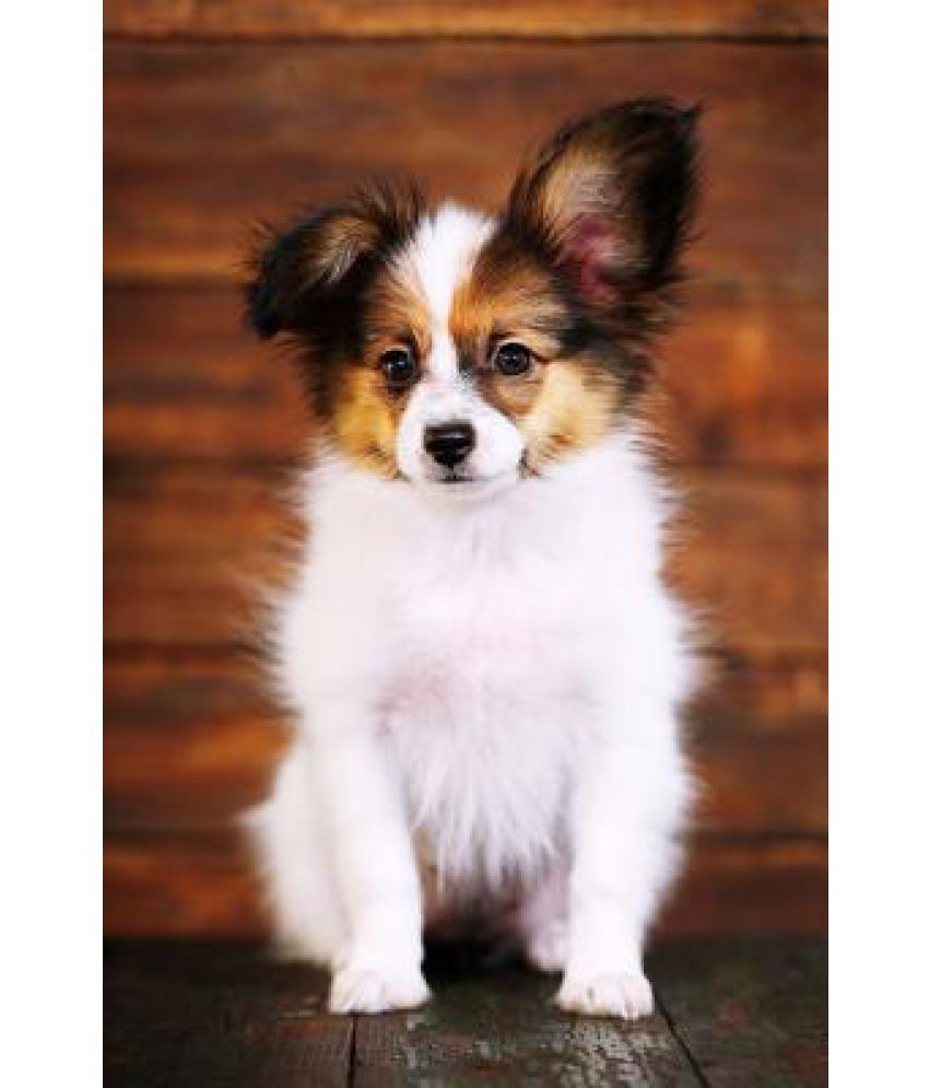 Say Hello To The Papillon Puppy Dog Journal Buy Say Hello To The Papillon Puppy Dog Journal Online At Low Price In India On Snapdeal