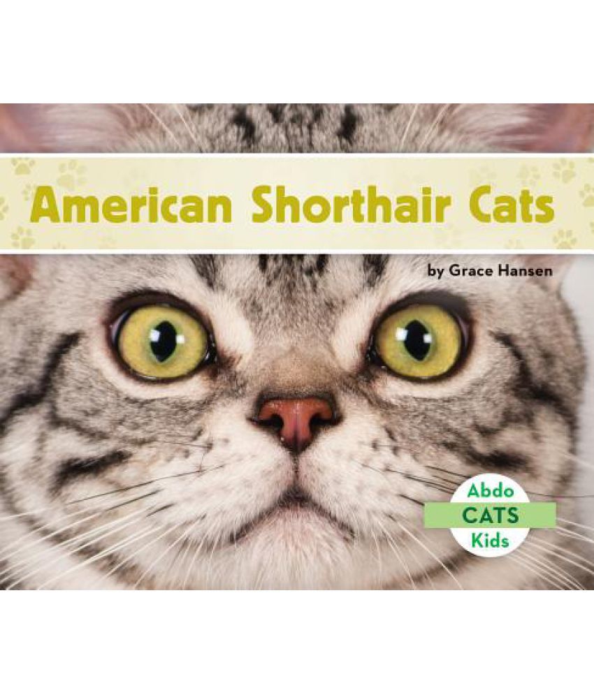 American Shorthair Cats Buy American Shorthair Cats Online At Low