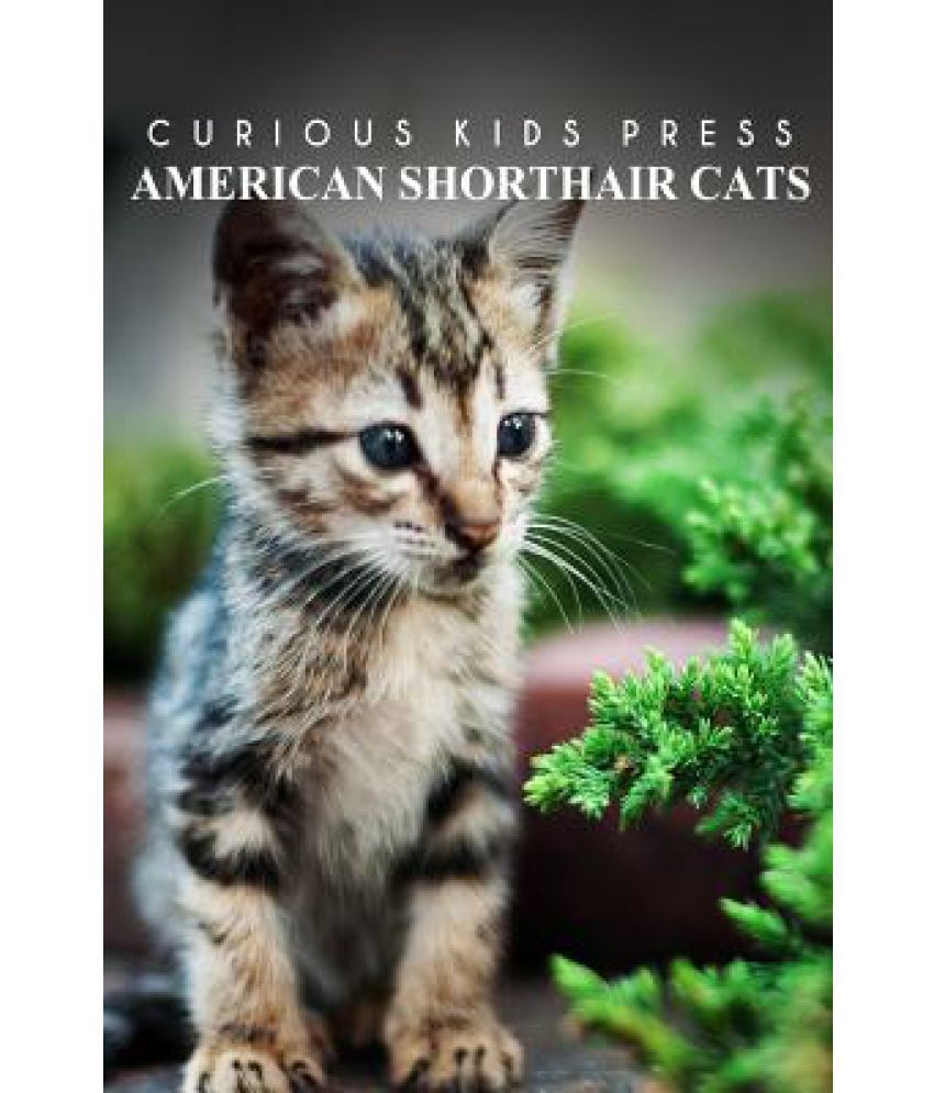 American Shorthair Cat Curious Kids Press Buy American