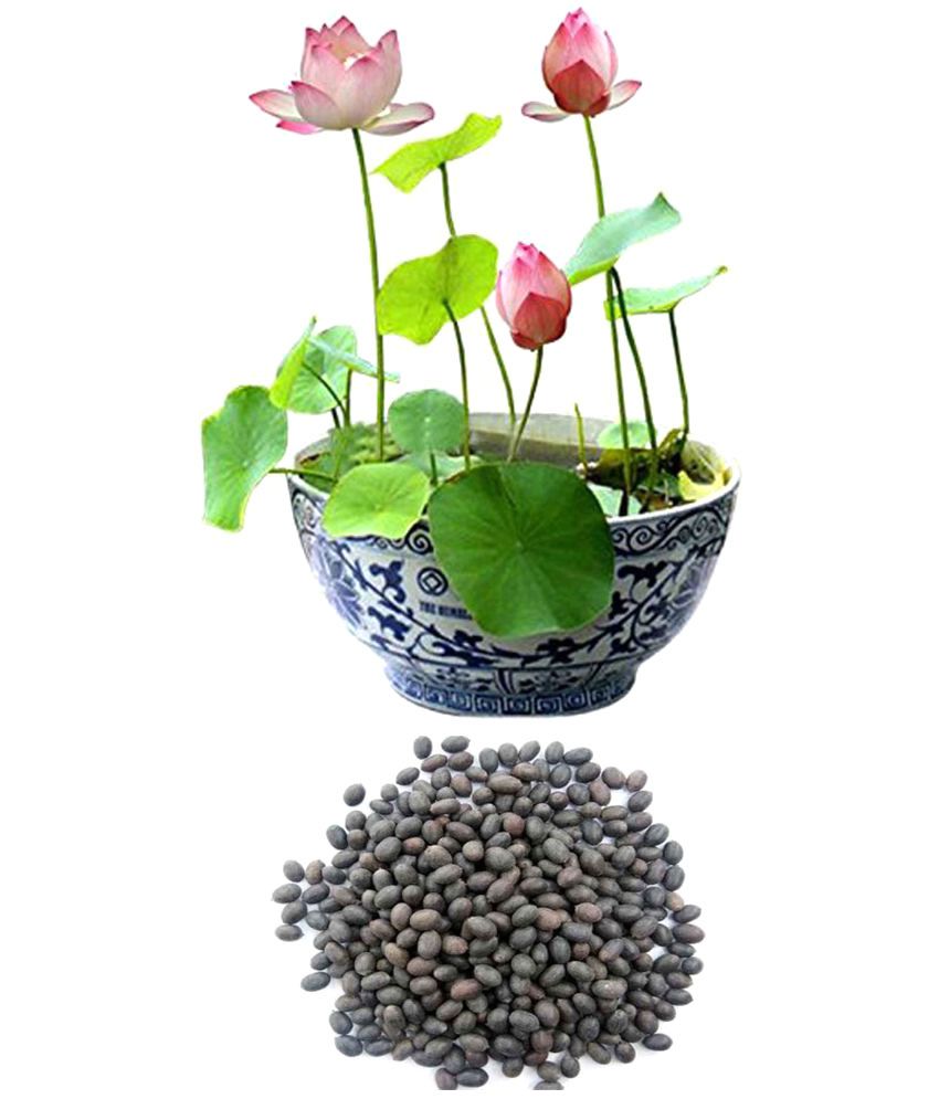 Airex Lotus Seeds (8+8 Lotus Seeds) 2 Packet Of Lotus Flower Seeds Buy