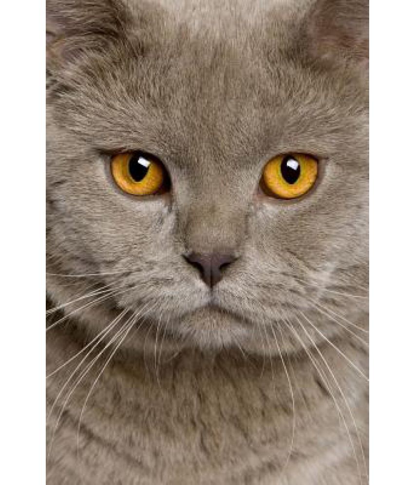 British Shorthair Cat Portrait Journal Buy British Shorthair Cat