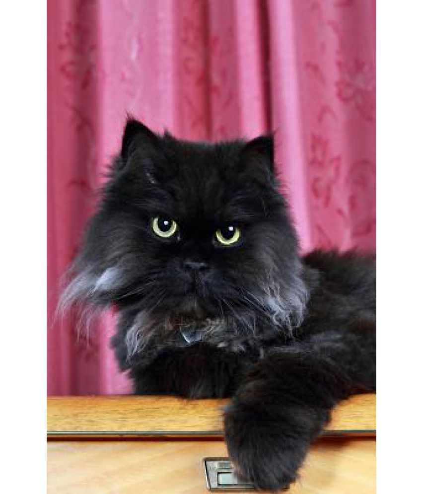 Persian Cat Price Cat's Blog