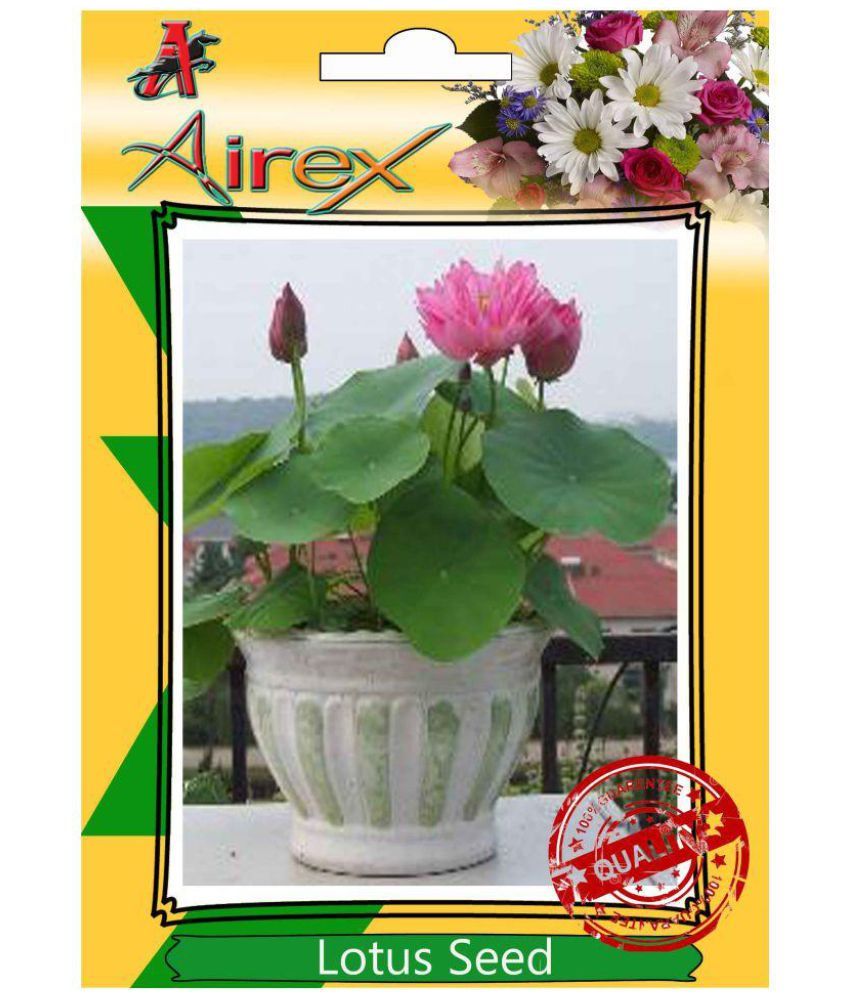 Airex Lotus Flower Seeds: Buy Airex Lotus Flower Seeds ...