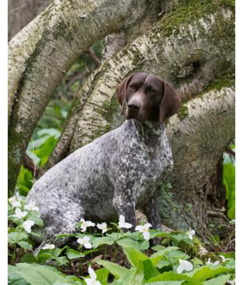 german longhaired pointer price