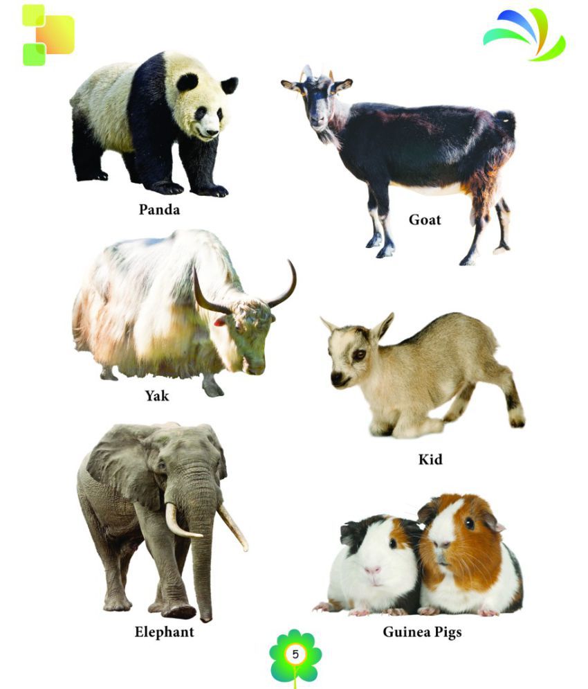 Domestic Animals Board Book for Kids: Buy Domestic Animals Board Book for  Kids Online at Low Price in India on Snapdeal