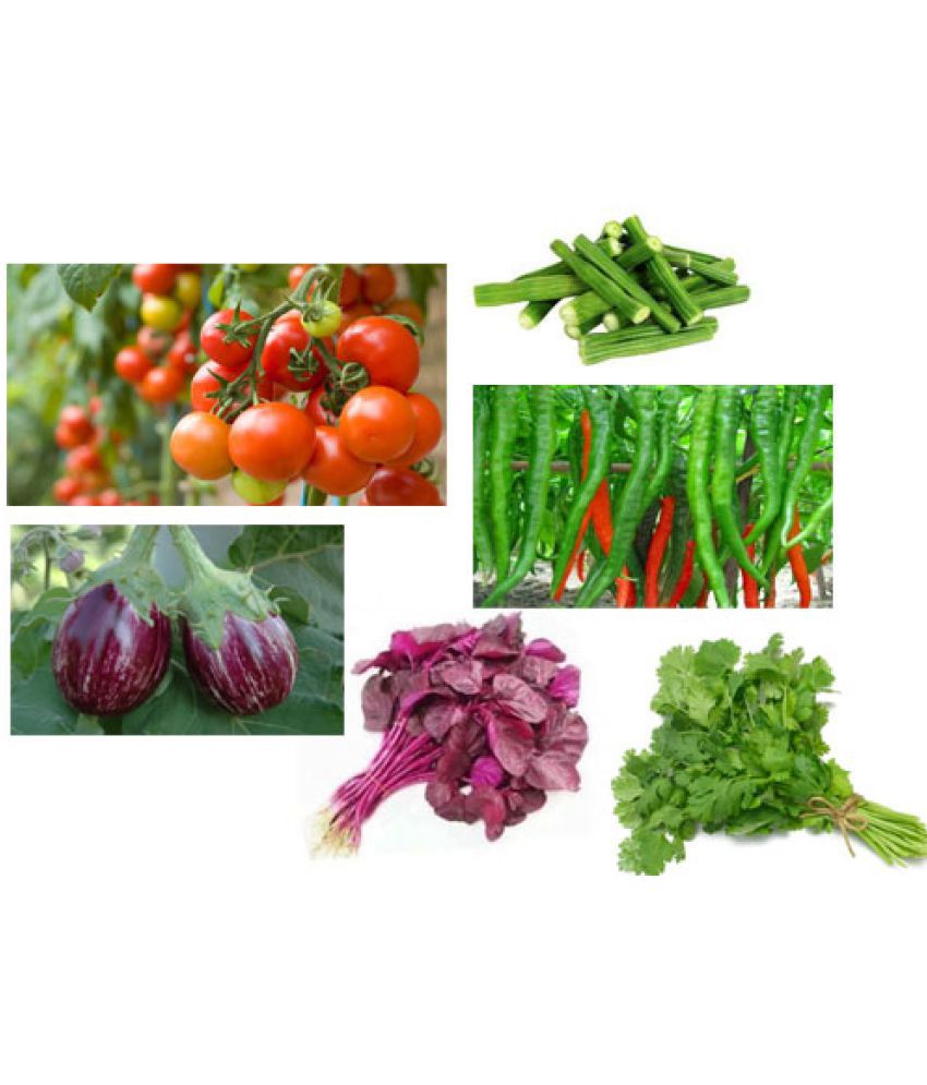    			Organic Vegetable Seeds Combo offer- TOMATO,BRINJAL,CHILLI,SPINACH,CORIANDER,DRUMSTICK-EACH 100SEEDS