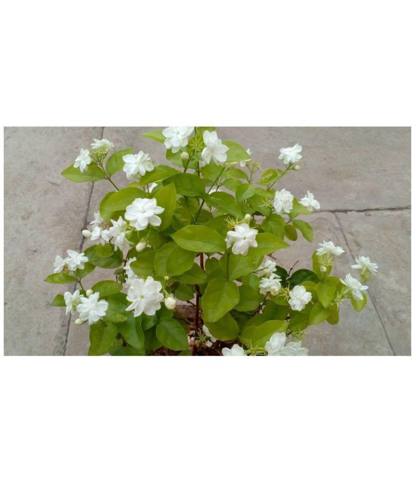 ojorey Live Jasmine Plant With Plastic Pot: Buy ojorey Live Jasmine