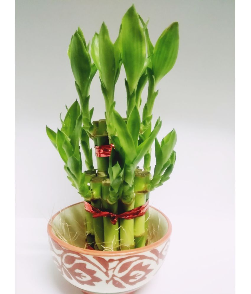 Green plant indoor 2 Layer lucky Bamboo Plant with ceramic pot Indoor