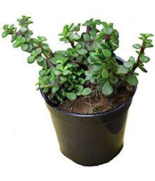 Live Nursery Plants Online At Live Nursery Plants