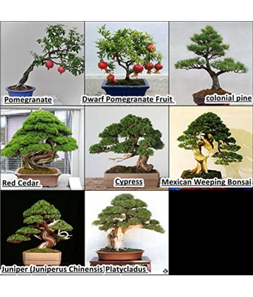 Creative Farmer Bonsai Fruit And Indoor Tree Seeds Buy Creative Farmer Bonsai Fruit And Indoor