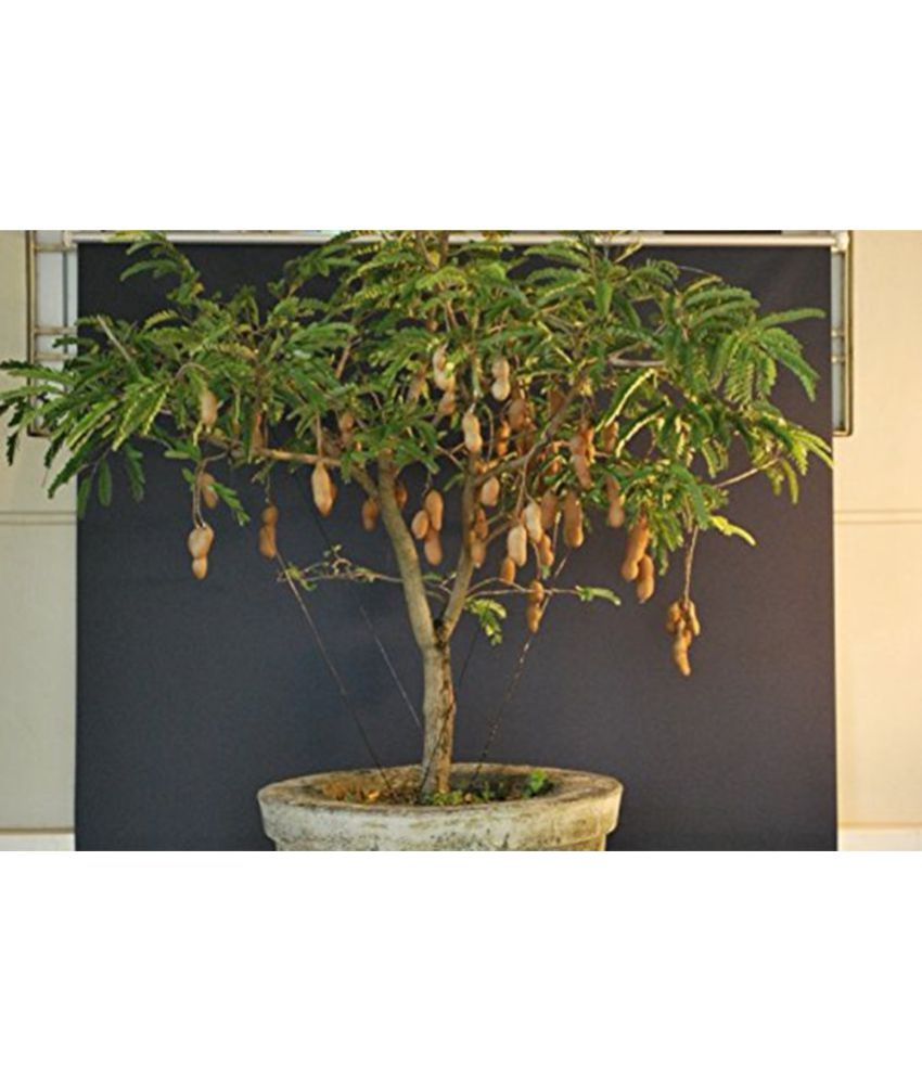 Creative Farmer Bonsai Tamarindus Indica Bonsai 5 Nos Tree Seeds Buy Creative Farmer Bonsai Tamarindus Indica Bonsai 5 Nos Tree Seeds Online At Low Price Snapdeal